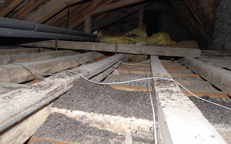 Bat droppings in an attic space