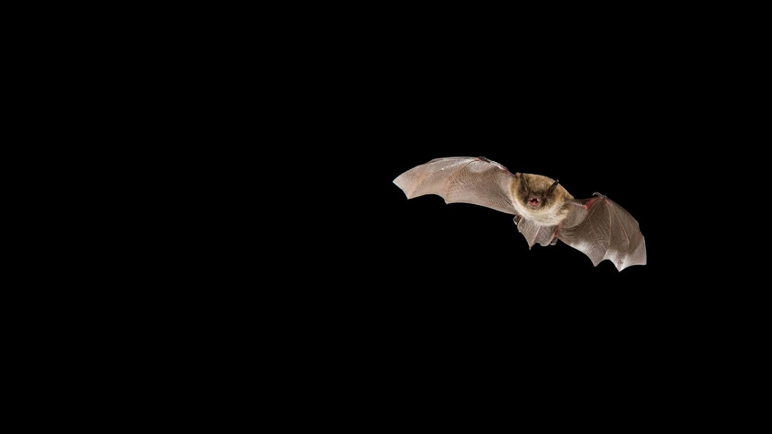 BatsandBugs.ie Better understanding what Irish bats eat